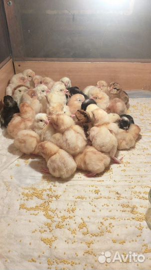 Цыплята