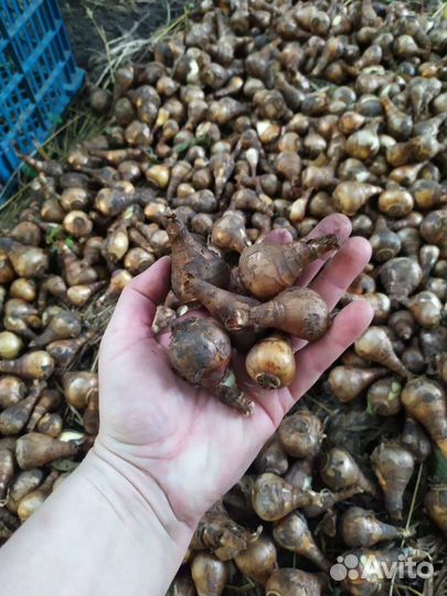 Луковицы нарциссов