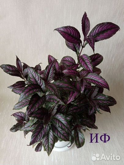 Стробилантес