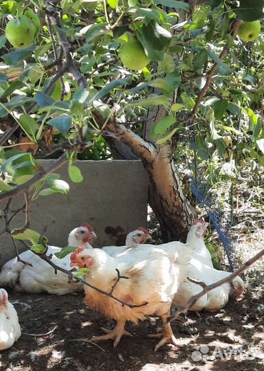 Мясо домашней индейки, кур бройлеров, утки