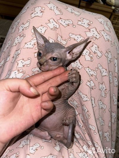 Канадский сфинкс