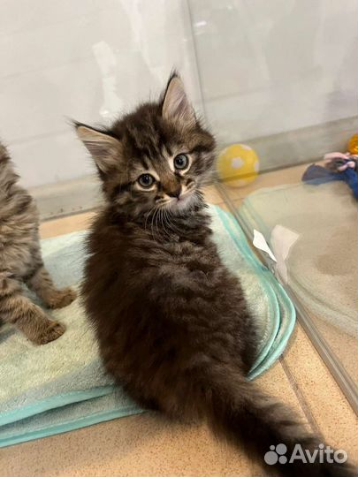 Локки и Лакки ищут свой Дом