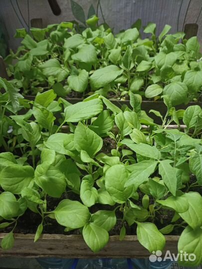 Рассада перца и баклажаны