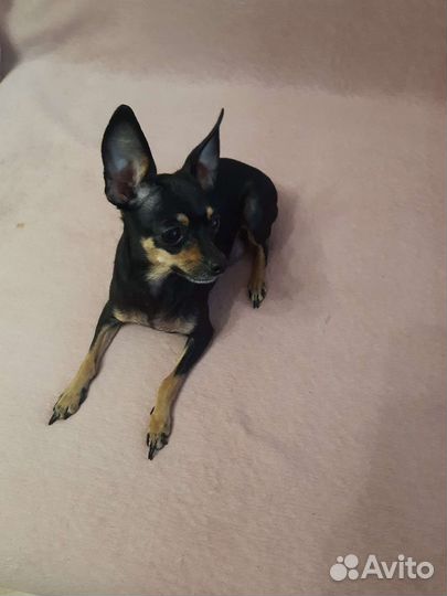 Мини той-терьер