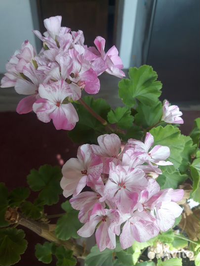 Грань / пеларгония