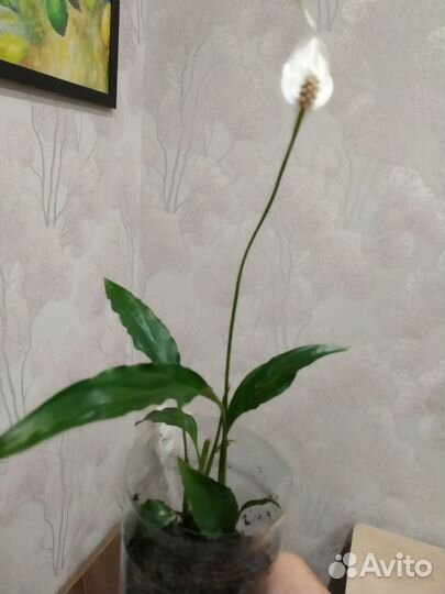 Рэо, спатифиллум