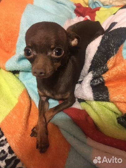 Вязка. Той терьер мини(1,1кг) Для миниатюрных дам