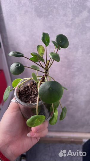 Пилея пеперомиевидная