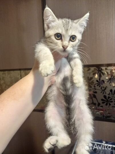 Отдам кошечку- серенькую