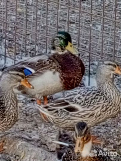 Подсадные утки