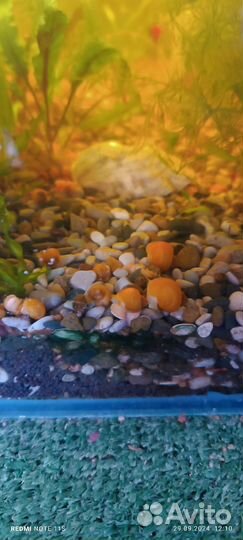 Улитки ампулярии