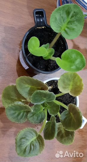 Детки фиалок