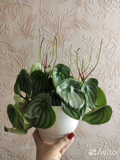 Пеперомия арбузная