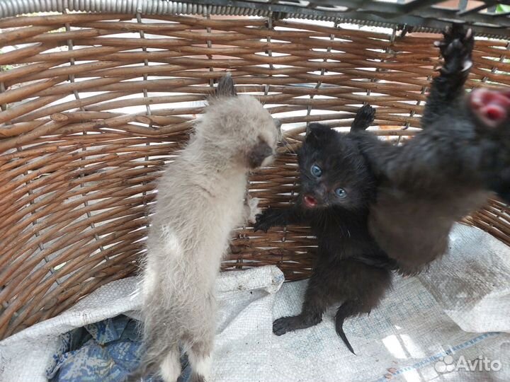 Котята в добрые руки