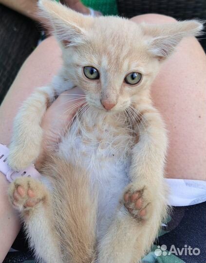 Малыши-карандаши