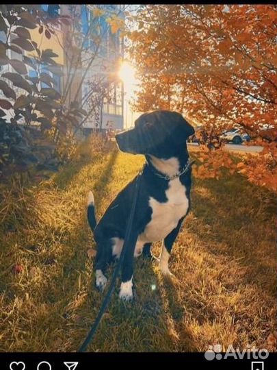 Собака в добрые руки