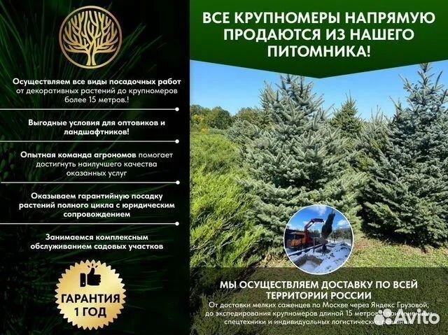 Сосна обыкновенная