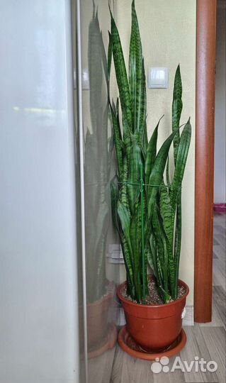 Сансевиерия