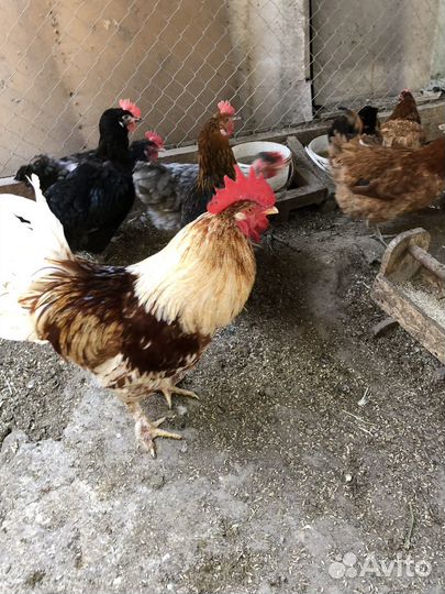 Молодые петухи