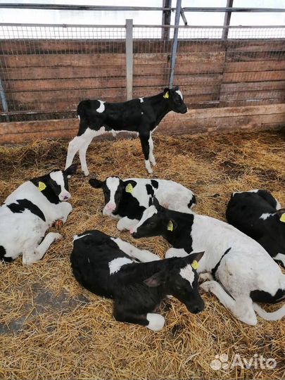 Телята бычки до 4мес