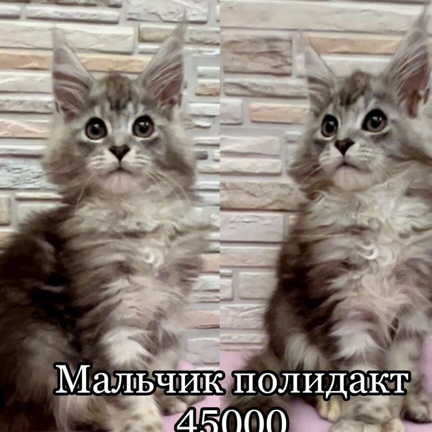 Котята полидакты мейн куны