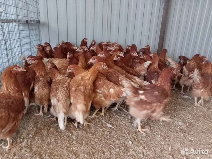 Молодняк кур