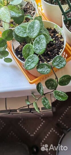 Срезы и укоренённые черенки хойи