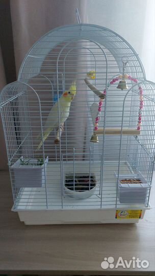 Попугай корелла с клеткой