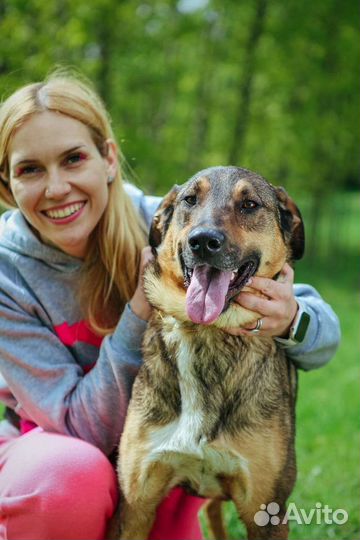 Собака Август ищет дом