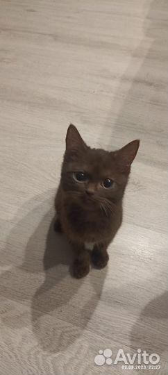 Котята