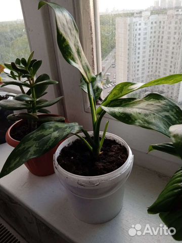 Комнатные растения цветы