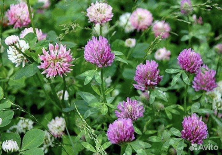 Клевер для животных, трава для животных