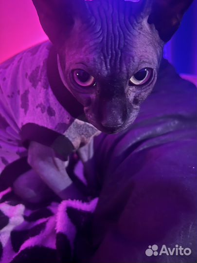 Канадский сфинкс вязка (ищем кошечку срочно)