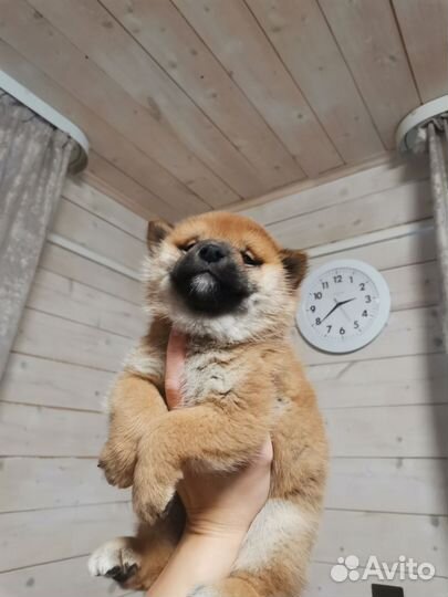 Щенки сиба шиба ину
