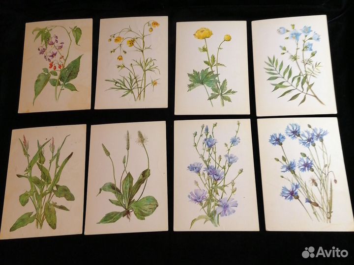 Наборы открыток СССР Травянистые растения