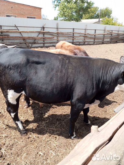 Коровы,быки,телята