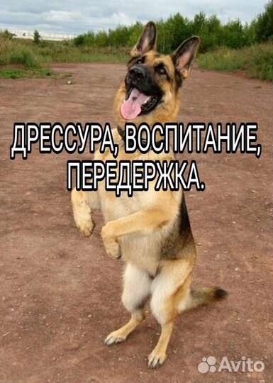Дрессировка собак