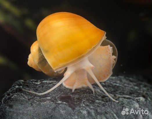 Ампулярия улитка