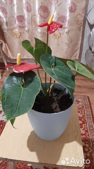 Антуриум (мужское счастье)