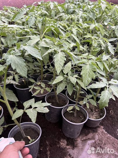 Рассада помидор