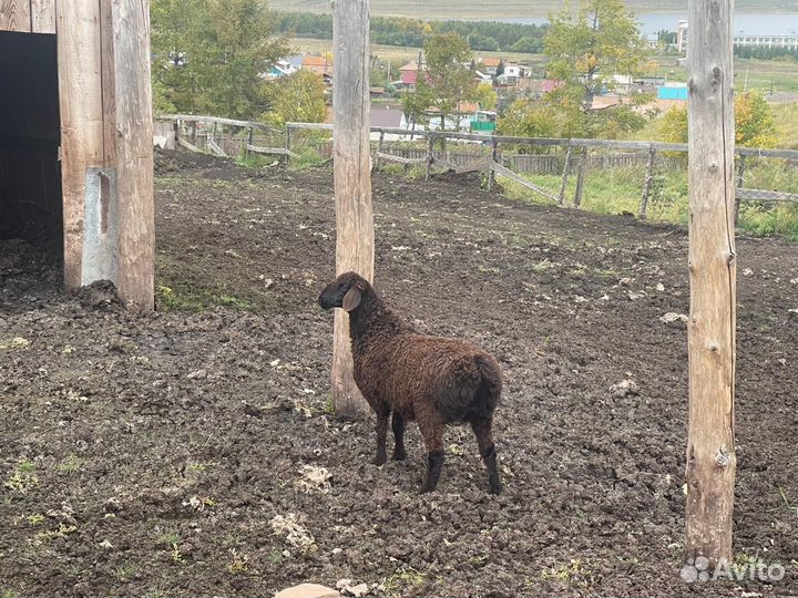 Гисарские бараны