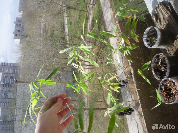 Бамбук прямой. Дендрокаламус стриктус