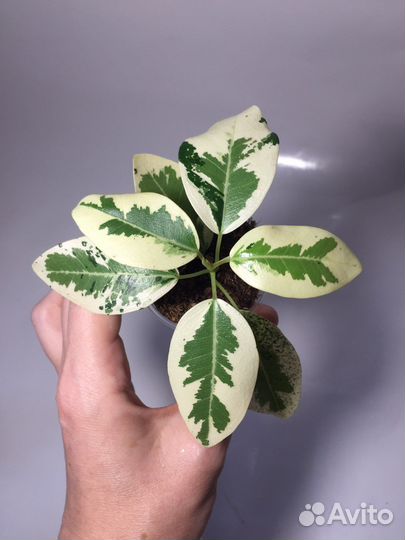 Фикусы разных сортов