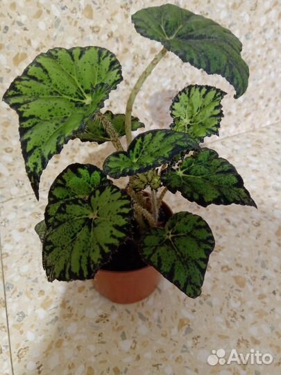 Бегония Бауэра