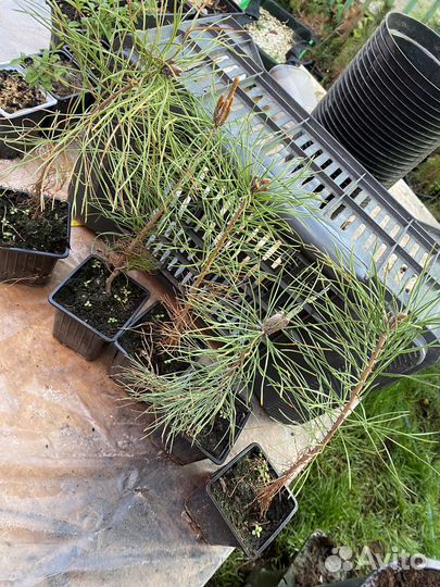 Крымская сосна