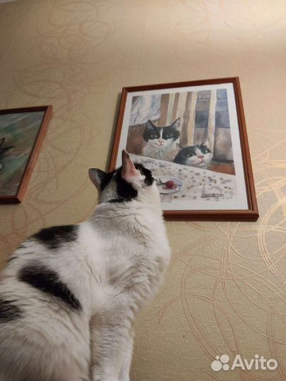 Акварель Покормите котика