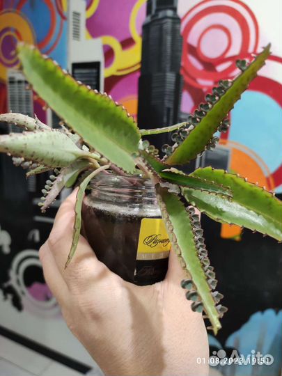 Каланхоэ лечебное