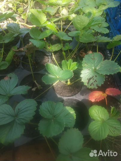 Клубника земляника садовая