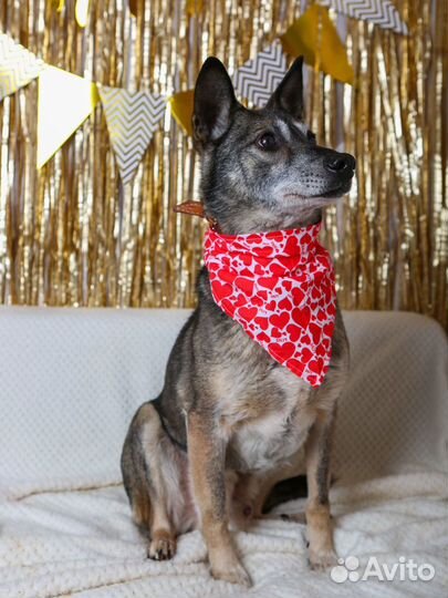 Кристофер-песель компактный и контактный ищет дом