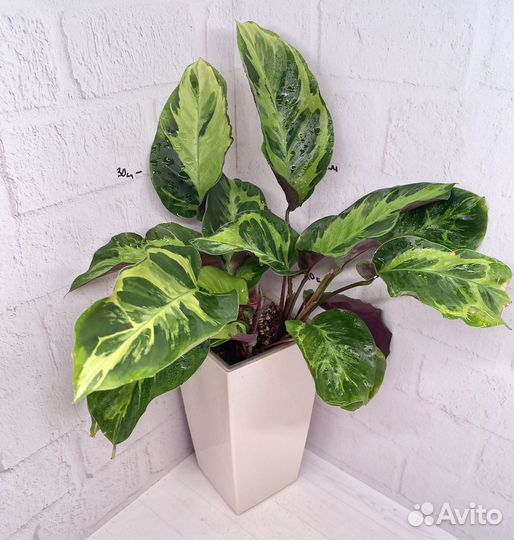 Калатея электрик шок